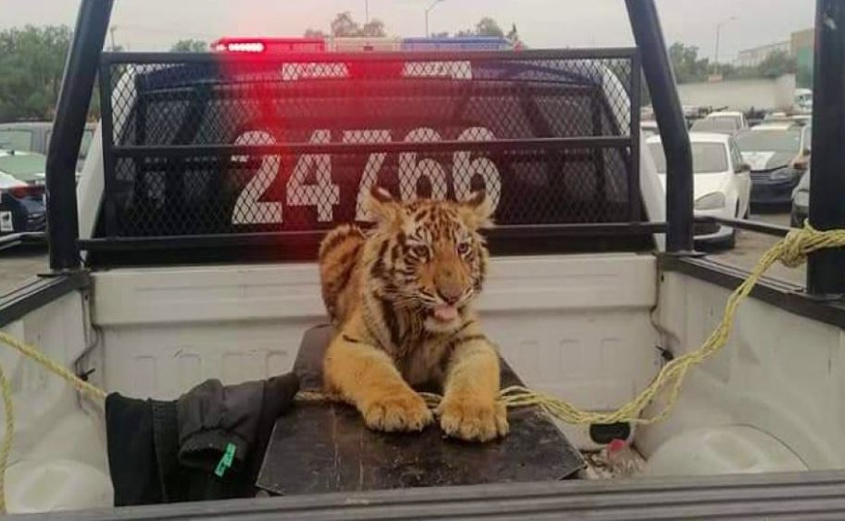 El cachorro fue rescatado en buen estado de salud