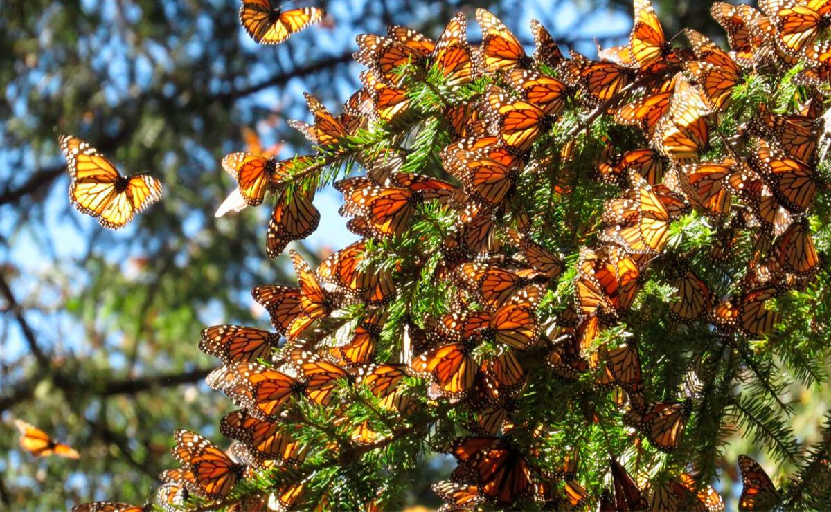 La plaga no afecta a la mariposa