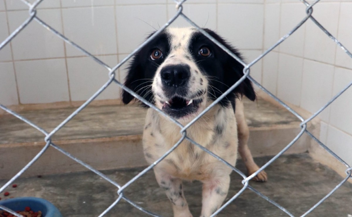 Campaña de adopción canina