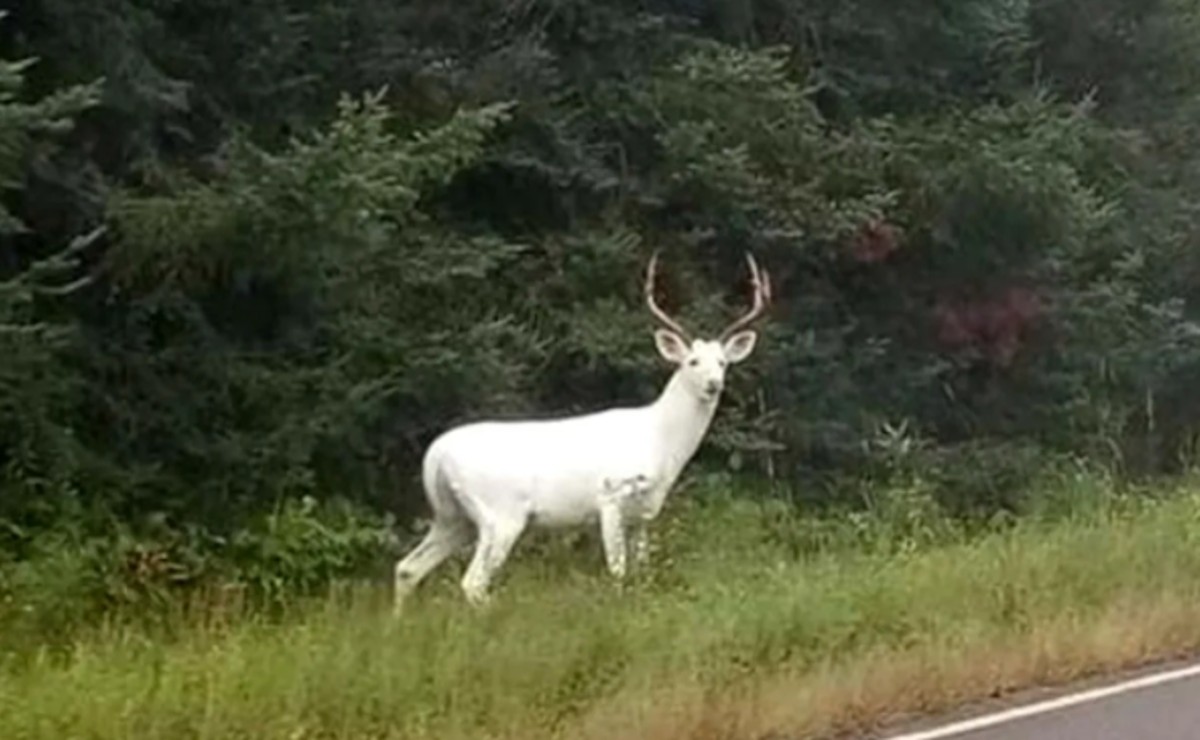 venado albino