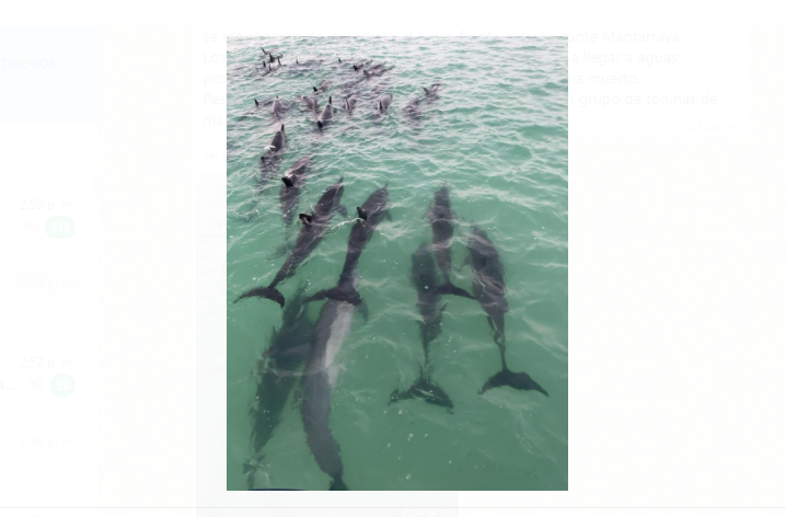 Delfines varados Holbox