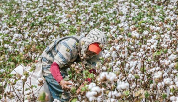 Cae producción de algodón