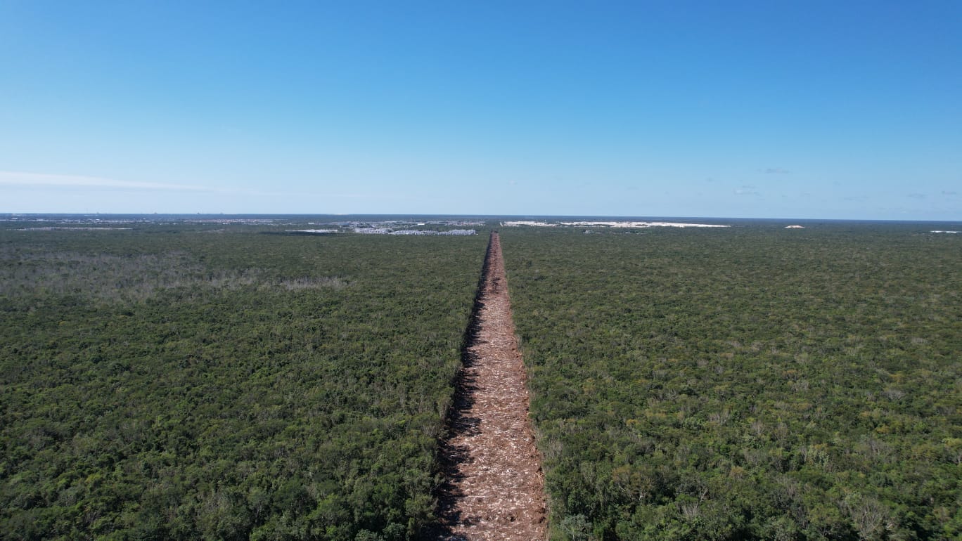 Alto a la devastación de la selva de Quintana Roo