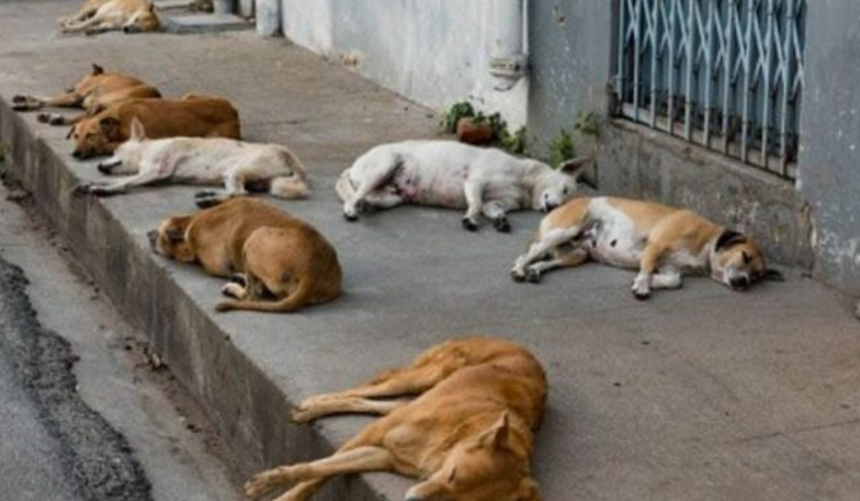 perros adopción Playa del Carmen