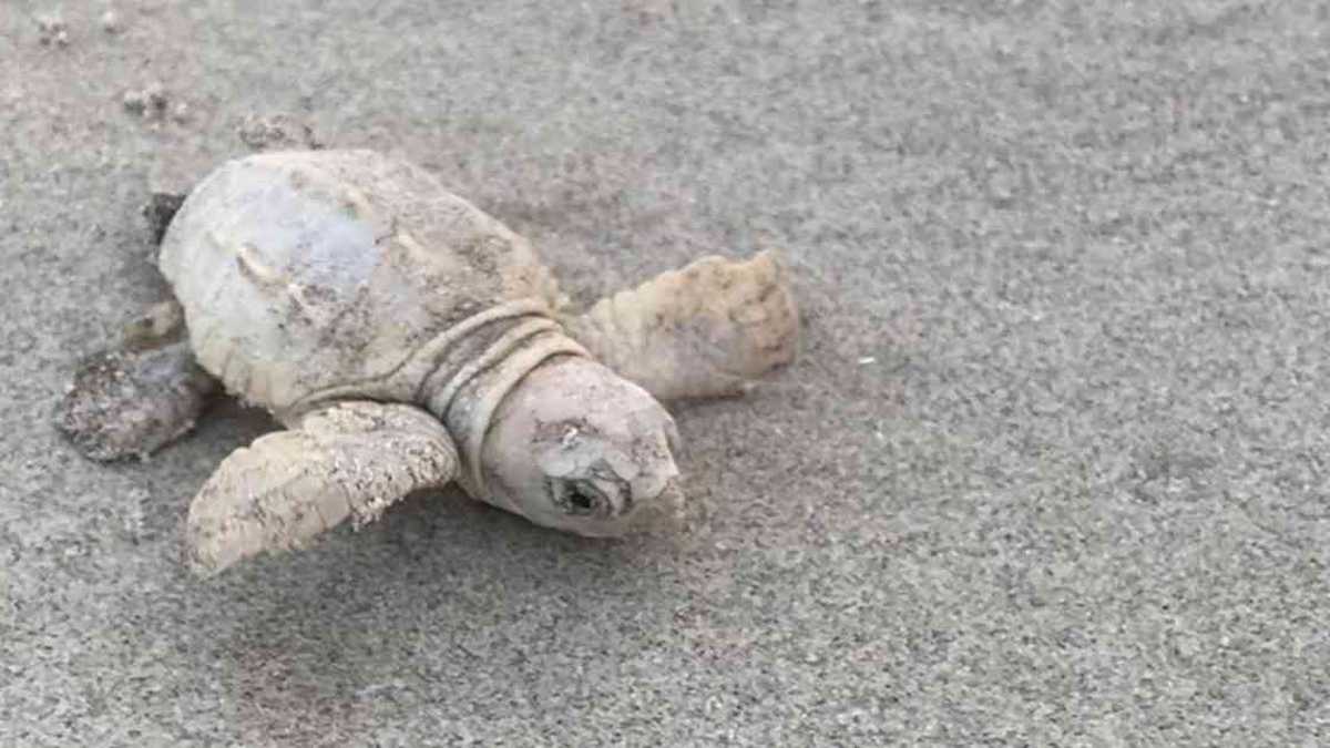 El pasado fin de semana, cuatro tortugas blancas fueron rescatadas por personal del Ayuntamiento, varadas y con algunas lesiones