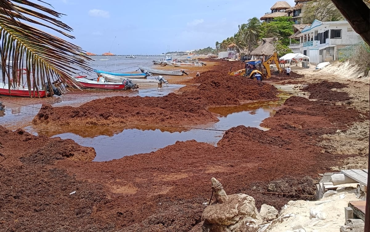 Desarrolla UNAM portal gratuito para monitorear el sargazo en Quintana Roo 