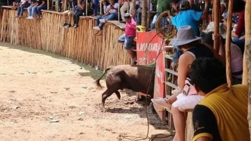 Se escapa un toro en corrida de Chumayel