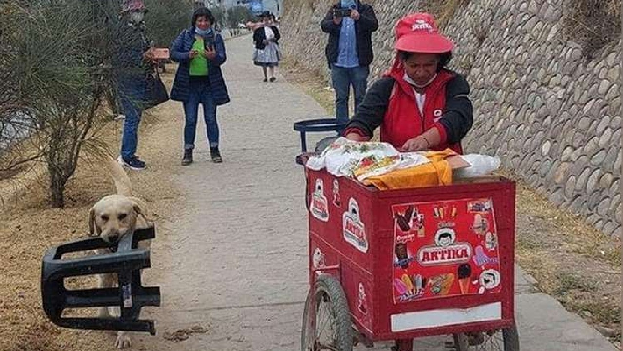 VIDEO: Lomito ayuda a su dueña a vender helados y derrite corazones