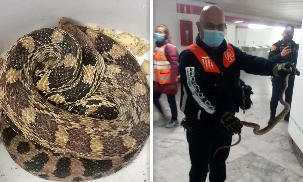 Hallan enorme serpiente en el Metro de la CDMX