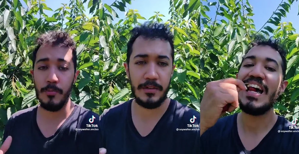 Se vuelve viral video de mexicano que gana 3 mil pesos diarios en la pizca de cereza en Canadá