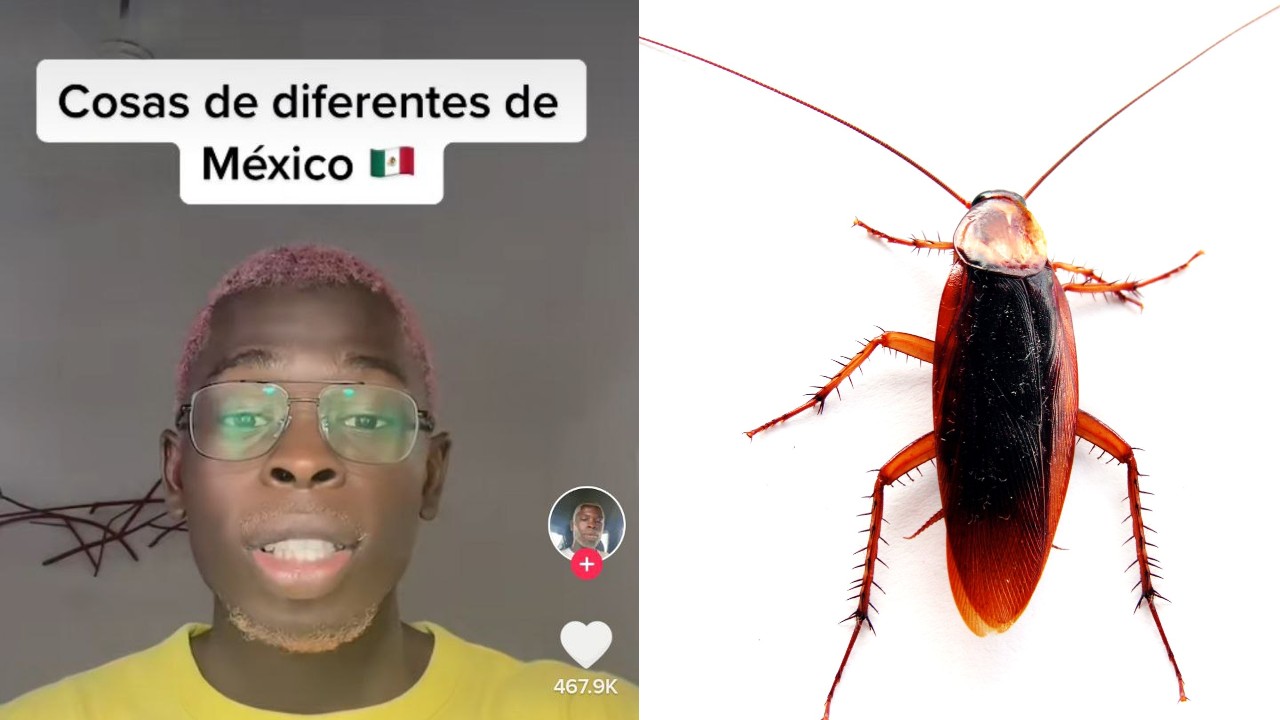 Las cucarachas vuelan”: Francés se asombra con las cosas raras de México 