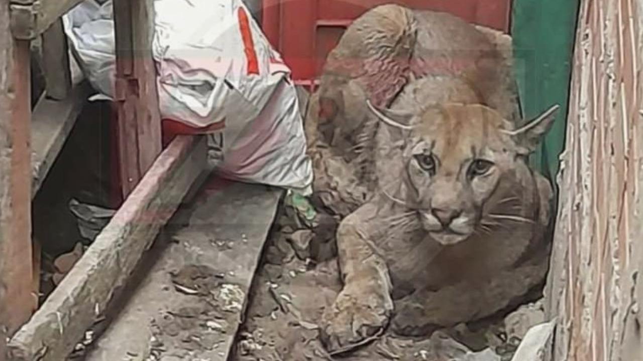 Puma se refugia en una casa para evitar incendios forestales