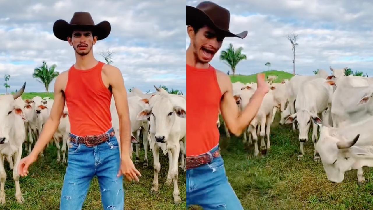 Vaquero intenta bailar para TikTok, pero es atacado por vacas