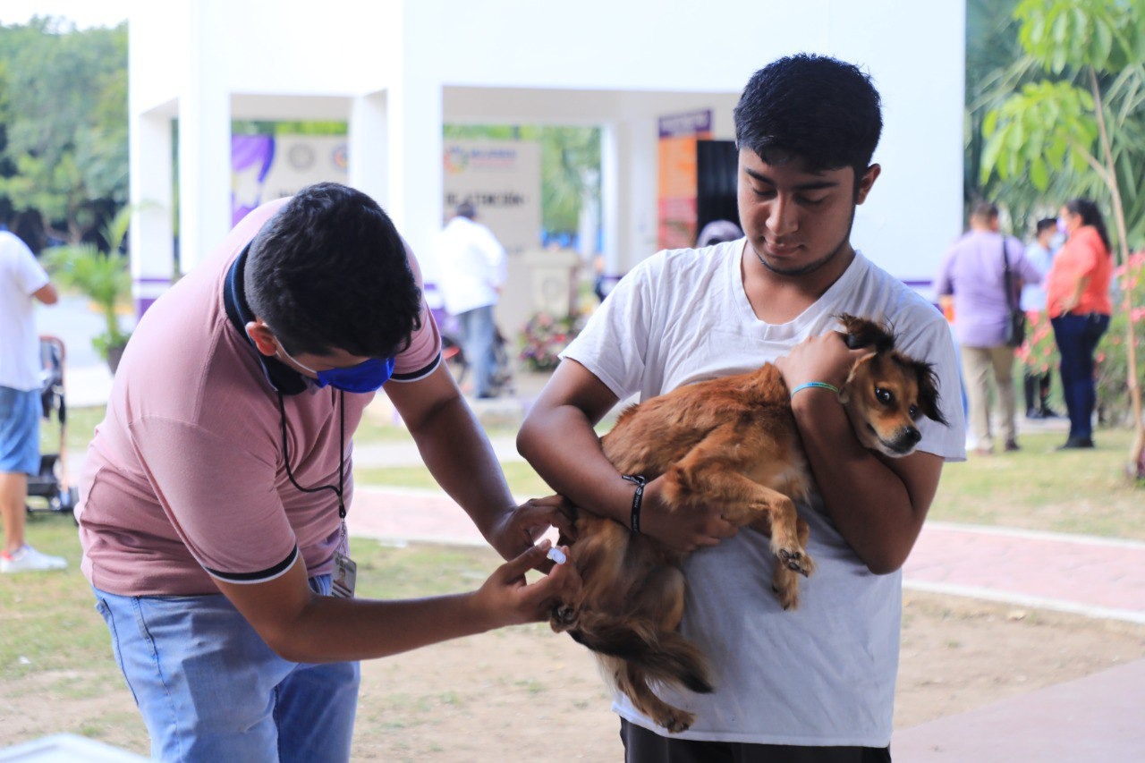 vacunación perros y gatos