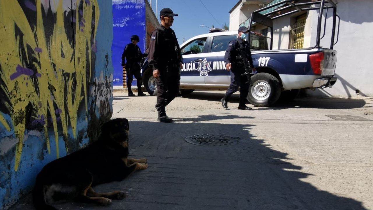 Encuentran a perro paseando con un brazo en el hocico