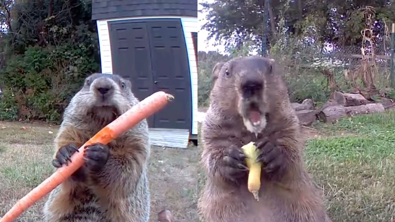 Marmota “se roba” la cosecha de un granjero y se la come frente a su cámara