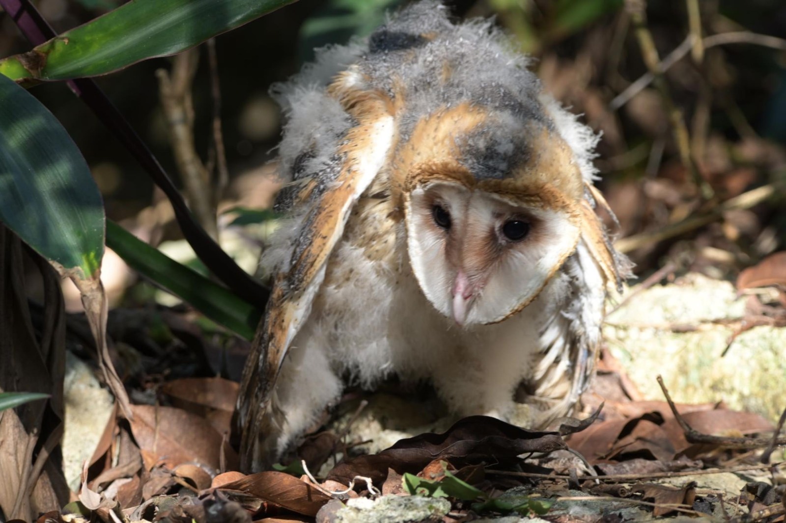 Rescatan fauna en riesgo en Cozumel