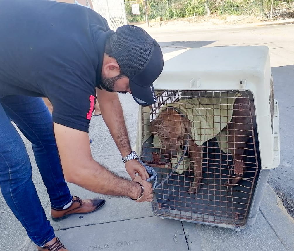 Solidaridad pone primera multa por maltrato animal