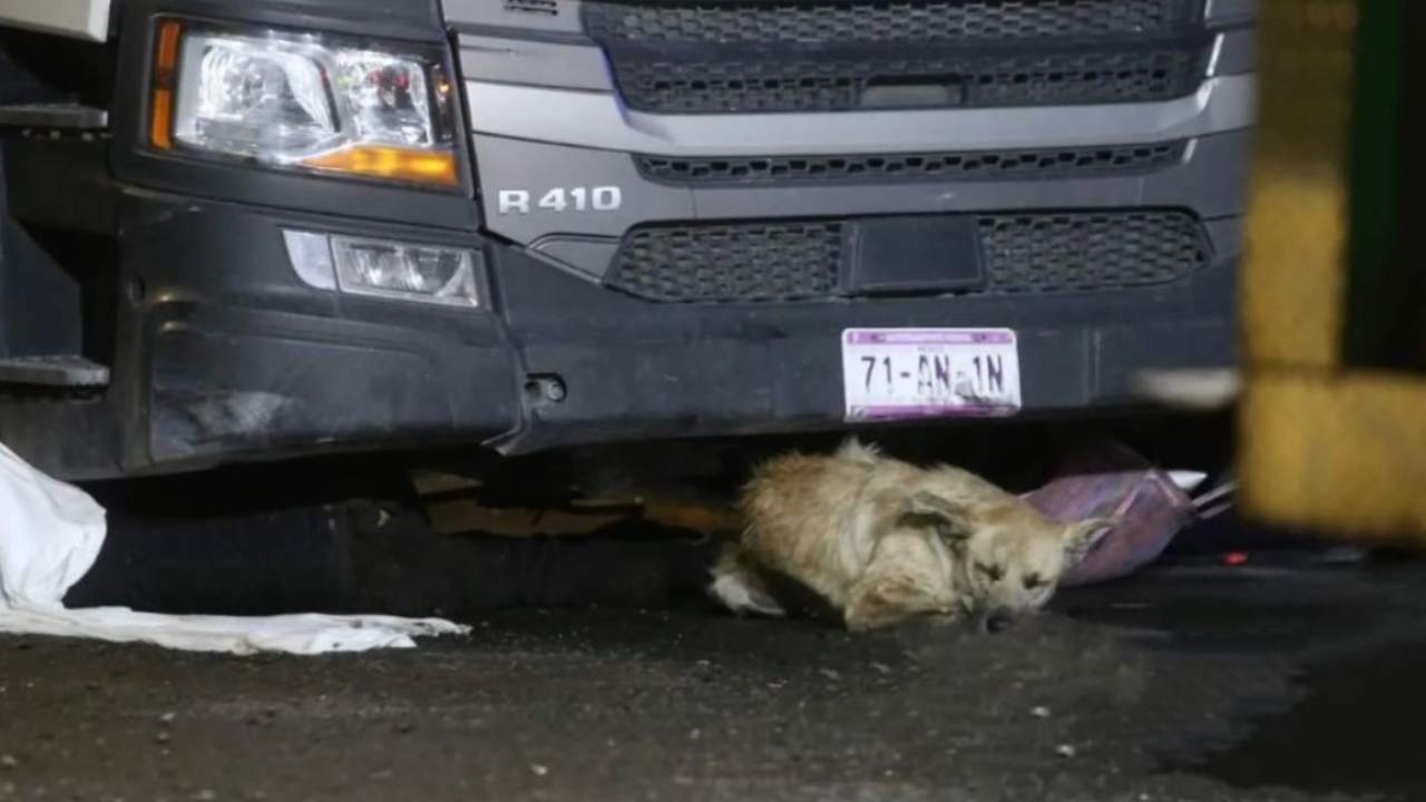 Perrito permanece junto a su dueño que murió al ser atropellado en Toluca