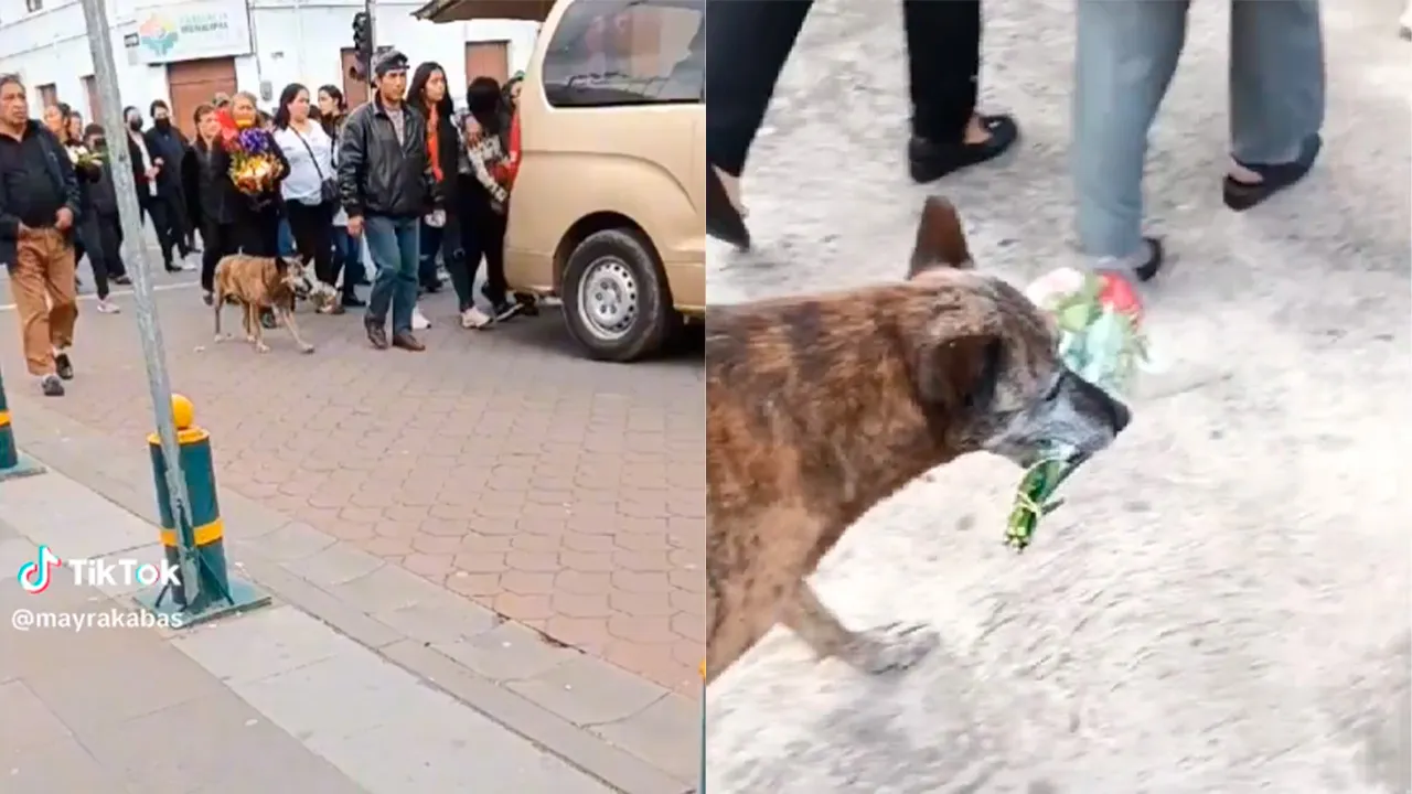 Perrito acompaña el cortejo fúnebre de su dueño con un ramo en la boquita