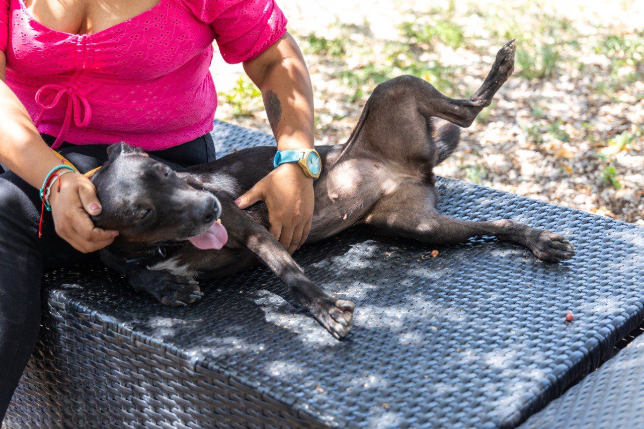 40 canes listos para ser adoptados en el CEBIAM